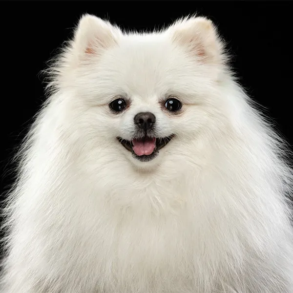 Guinness good dog card